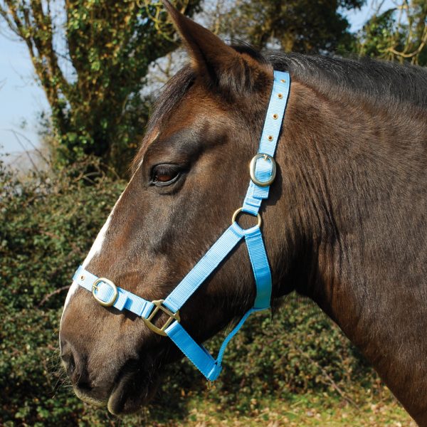 Horsewear