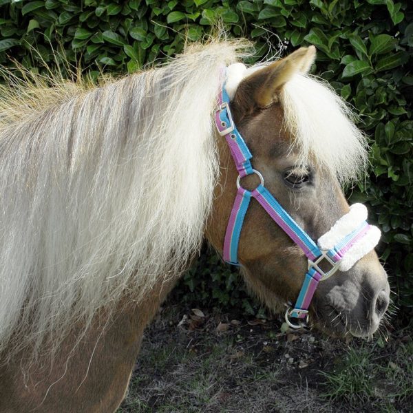 Headcollars and Leads