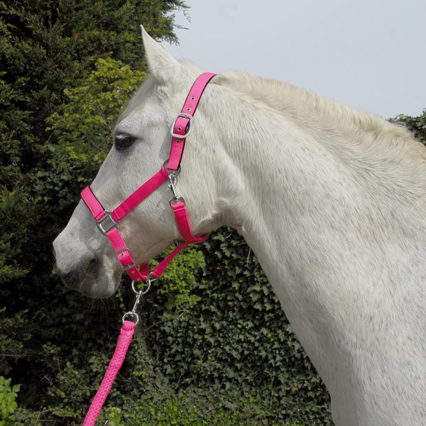 Headcollars and Leads