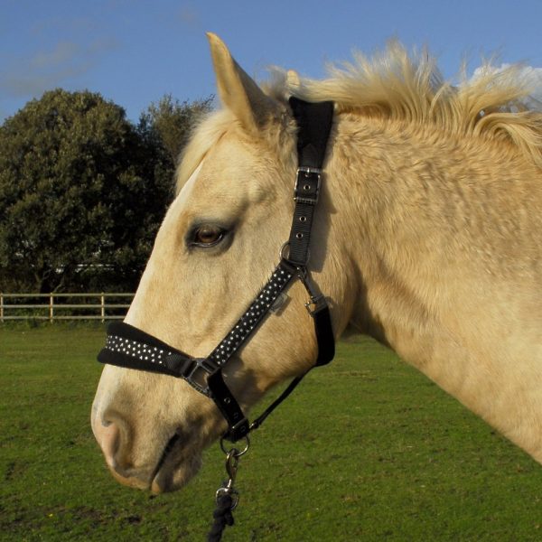 Headcollars and Leads