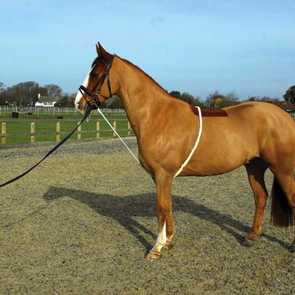 Lunge Wear and Training Aids