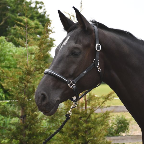 Leather Headcollars