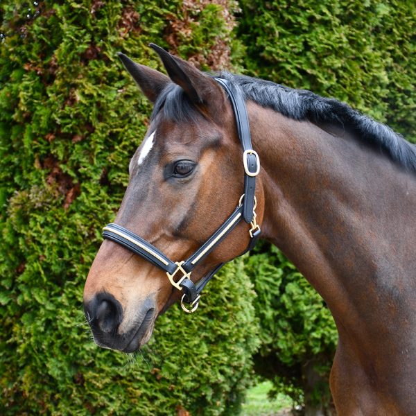 Leather Headcollars